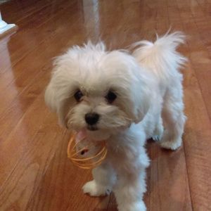 Meet your Posher, Carol